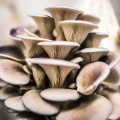 Pleurotus (Păstrăv de fag) imagine 2 articol 9732