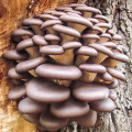 Pleurotus (Păstrăv de fag) imagine 3 articol 9732