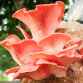 Pleurotus Roz (Djamor) imagine 1 articol 9750