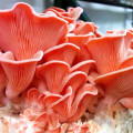 Pleurotus Roz (Djamor) imagine 2 articol 9750