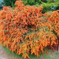 Pyracantha Firelight imagine 2 articol 4017