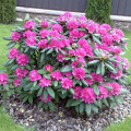 Rhododendron Amethyst imagine 2 articol 2544