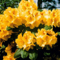 Rhododendron (Różanecznik) Gold interface.image 1 interface.art 2546