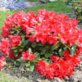 Rhododendron Scarlet Wonder imagine 3 articol 9090