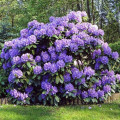 Rhododendron (Różanecznik) Blue Silver interface.image 1 interface.art 2545