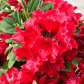 Rhododendron Red Jack imagine 2 articol 2404