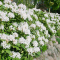 Rhododendron (Różanecznik) Cunningham`s White interface.image 1 interface.art 9088