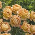 Róża angielska Lady of Shalott®, C5 interface.image 1 interface.art 6139