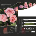 Róża rabatowa Perfume Fashion®, C3 interface.image 2 interface.art 4978