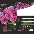 Róża rabatowa Pink Vaza®, C3 interface.image 2 interface.art 5004