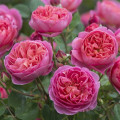 English Rose Boscobel®, C5 изображение 1 артикул 5498