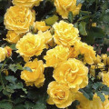 Róża pnąca Golden Climber®, C3 interface.image 1 interface.art 5826