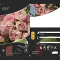 Róża pnąca Jasmina ®, С5 interface.image 3 interface.art 6180