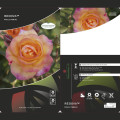 Róża pnąca Redova ®, С5 interface.image 3 interface.art 6182