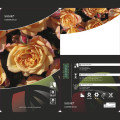 Róża pnąca Susie ®, С5 interface.image 3 interface.art 6183