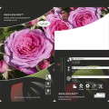 Róża rabatowa Berleburg ®, С5 interface.image 3 interface.art 6170