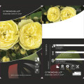 Róża rabatowa Citronchello™, С3 interface.image 2 interface.art 5821