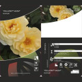 Róża rabatowa Dark Yellow™ Vaza ®, С3 interface.image 2 interface.art 6173