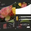 Róża rabatowa Lampion ®, С3 interface.image 3 interface.art 6175