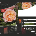 Róża rabatowa Marie Curie ®, С3 interface.image 3 interface.art 6176