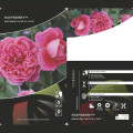 Róża rabatowa Raspberry ™, С3 interface.image 3 interface.art 6178