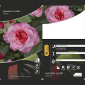 Róża wielkokwiatowa Augusta Luise®, C5 interface.image 2 interface.art 4561