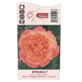 Róża wielkokwiatowa Etrusca®, C5 interface.image 3 interface.art 5550