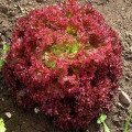 Salată Lollo Rossa imagine 2 articol 66745