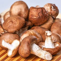 Shiitake imagine 2 articol 9744