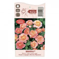 Trandafir floribunda Briosa®, C5 imagine 4 articol 6149