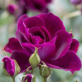 Trandafir floribunda Burgundy Iceberg®, C5 imagine 2 articol 6146