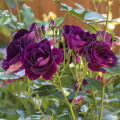 Trandafir floribunda Burgundy Iceberg®, C5 imagine 3 articol 6146