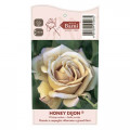 Trandafir floribunda Honey Dijon®, C5 imagine 3 articol 6144