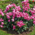 Trandafir floribunda Leonardo da Vinci®, C3 imagine 2 articol 4553