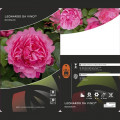 Trandafir floribunda Leonardo da Vinci®, C3 imagine 3 articol 4553