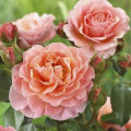 Trandafir floribunda Marie Curie ®, С3 imagine 2 articol 6176