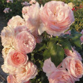 Trandafir floribunda Miss.Granger® imagine 3 articol 6191
