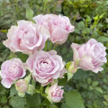 Trandafir floribunda Pink Ruf, С5 imagine 1 articol 6177