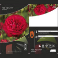 Trandafir floribunda Red Meilove ®, С3 imagine 2 articol 4555