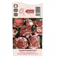 Trandafir floribunda Scentimental®, C5 imagine 4 articol 5516