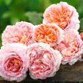 Trandafiri englezesti Abraham Darby imagine 2 articol 2207