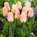 Tulipan botaniczny Little Girl interface.image 2 interface.art 67765