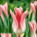 Tulipan liliokształtny Holland Chic interface.image 1 interface.art 67753