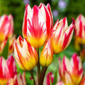 Tulipan Tricolette interface.image 1 interface.art 67811