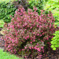 Weigela florida Minor Black imagine 1 articol 9516