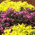 Weigela florida Minor Black imagine 2 articol 9516
