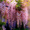 Wisteria sinensis Pink imagine 2 articol 6541