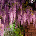 Wisteria sinensis Pink imagine 3 articol 6541