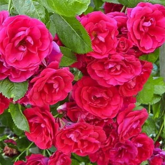 Trandafir urcător Blaze superior