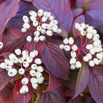 Dereń biały Siberian Pearls interface.image 7